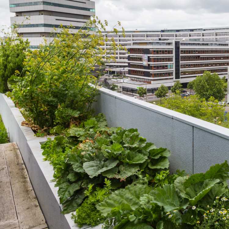 Toiture végétalisée à Toulouse