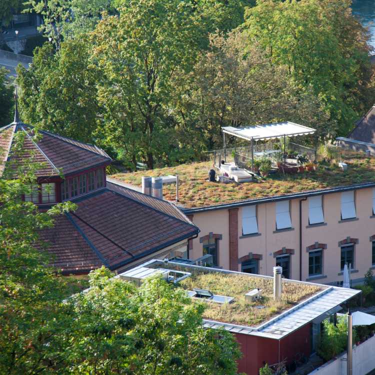 Toitures végétalisées à Toulouse